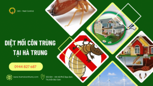 Dịch vụ diệt mối tại Hà Trung