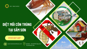 Diệt mối sầm sơn