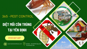 Dịch vụ diệt mối côn trùng tại Yên Định Thanh Hóa