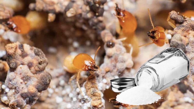 Cách diệt mối bằng muối đơn giản tại Nhà