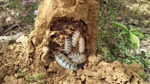 Cách mối làm tổ