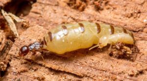 DỊch vụ diệt mối tại Thanh Hóa