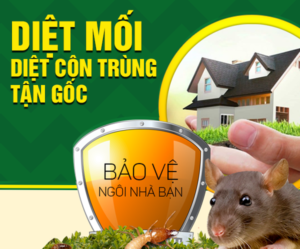 Diệt mối diệt côn trùng bảo vệ ngôi nhà bạn