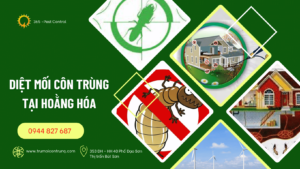 Dịch vụ diệt mối tại Hoằng Hóa