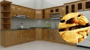 Diệt mối trong tủ bếp