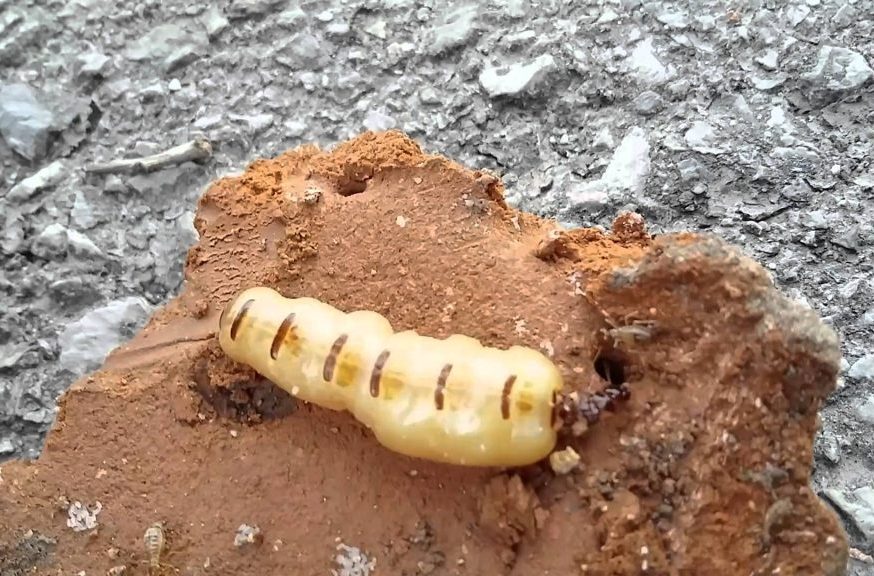 diệt mối trực tiếp