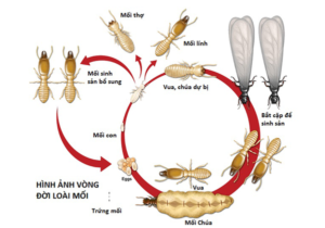 Dịch vụ diệt côn trùng tại Thanh Hóa
