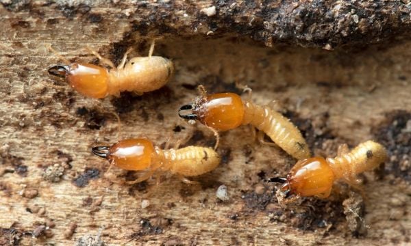 Lợi ích của mối trong thiên nhiên và con người