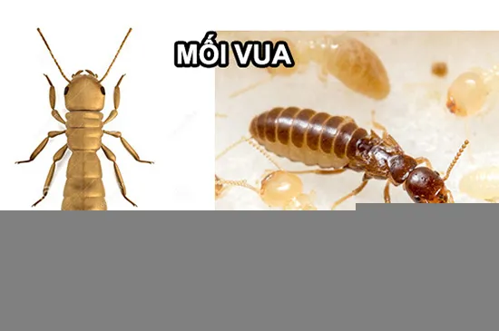 Mối vua là gì