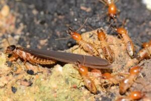 Phương pháp diệt mối