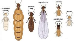 Tìm hiểu về các loài mối hiện nay