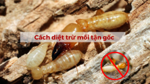 Cách diệt mối tận gốc hiệu quả