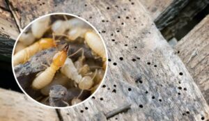 Xử lý mối bao nhiêu tiền