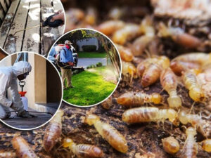 Dịch vụ diệt mối có giá cố định không