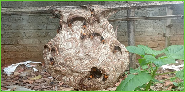 Dịch vụ bắt tổ ong tại nhà