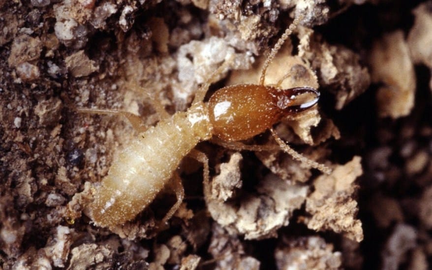 Dịch vụ diệt mối tại Thanh Hóa