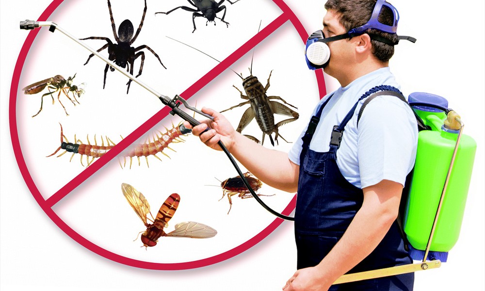 Hiệu quả việc diệt côn trùng
