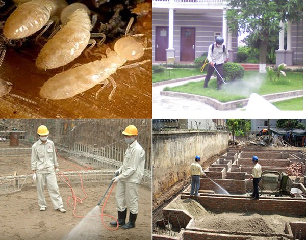 Phòng chống mối nền