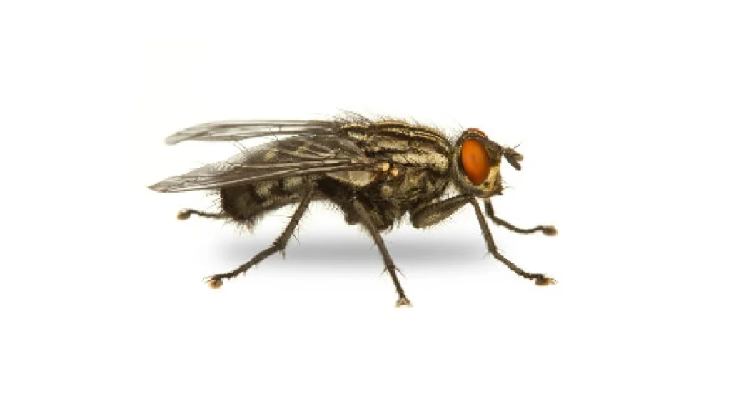 Tìm hiểu về loài ruồi