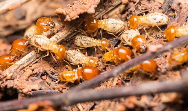 Tìm hiểu về loài mối và cách phòng ngừa