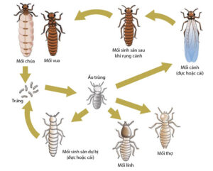 Vòng đời của loài mối