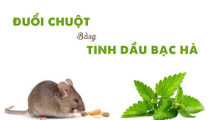 Đuổi chuột bằng tinh dầu bạc hà