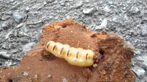 Mối chúa sinh ra từ đâu? Vai trò của mối chúa