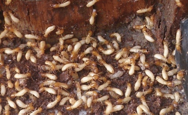 bản chất của loài mối