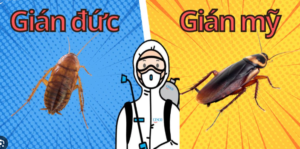 Phân biệt gián Đức và gián nhà