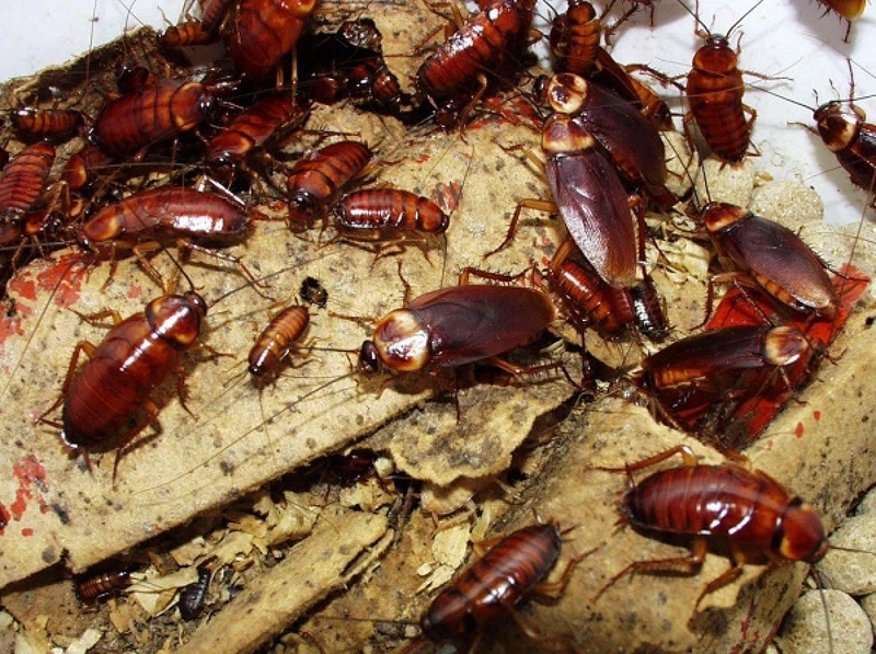 Gián côn trùng gây hại