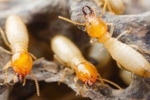 Phương pháp diệt mối hiệu quả – Giải pháp an toàn, triệt để cho mọi công trình