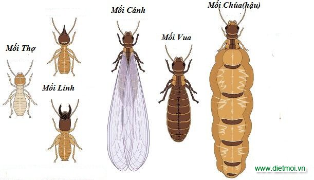 Các loại mối