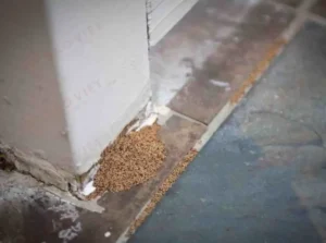 Cách nhận biết mối tấn công ngôi nhà của bạn