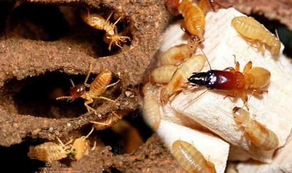 Diệt mối có ảnh hưởng đến sức khỏe con người không