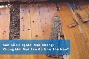 Sàn gỗ bị mối? có nên phòng mối trước khi lát sàn gỗ
