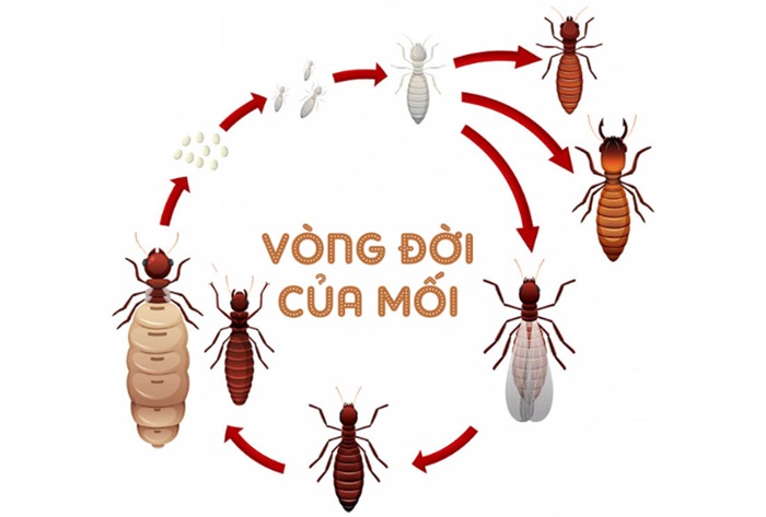 Vòng đời của loài mối