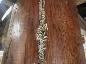 Xử lý mối tại Thanh Hóa