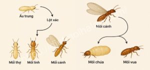 Mối phát triển mạnh nhất vào thời gian nào trong năm