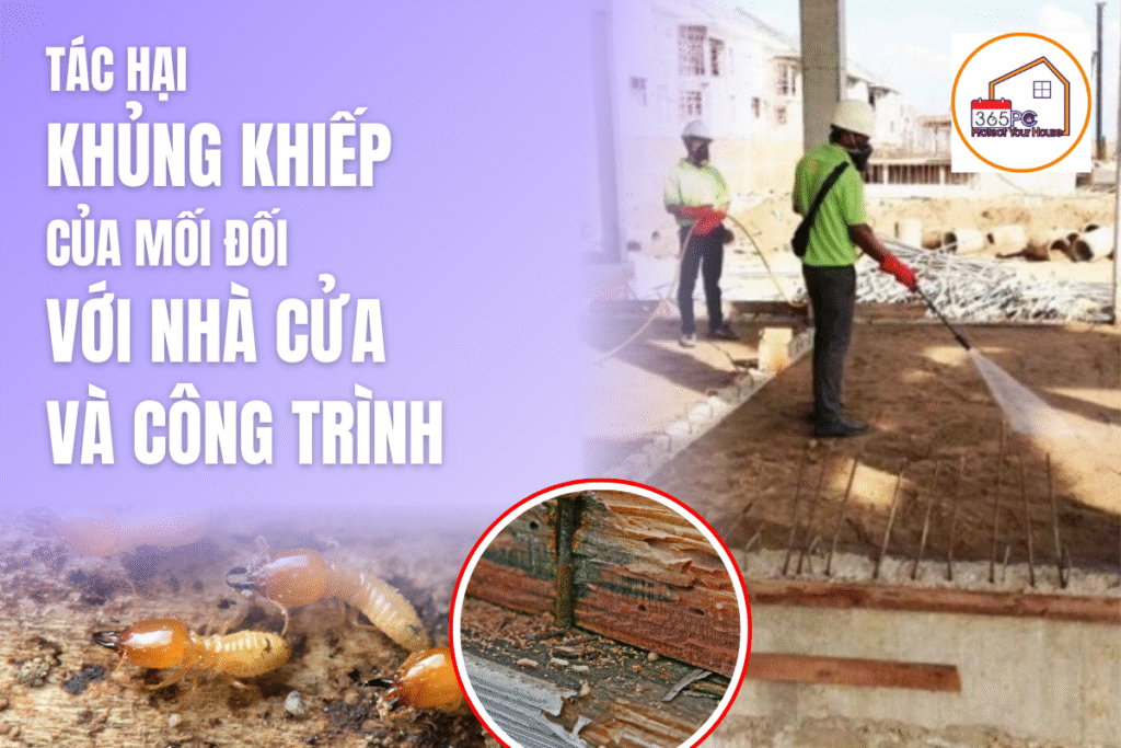 Tác hại khủng khiếp của mối đối với nhà cửa và công trình