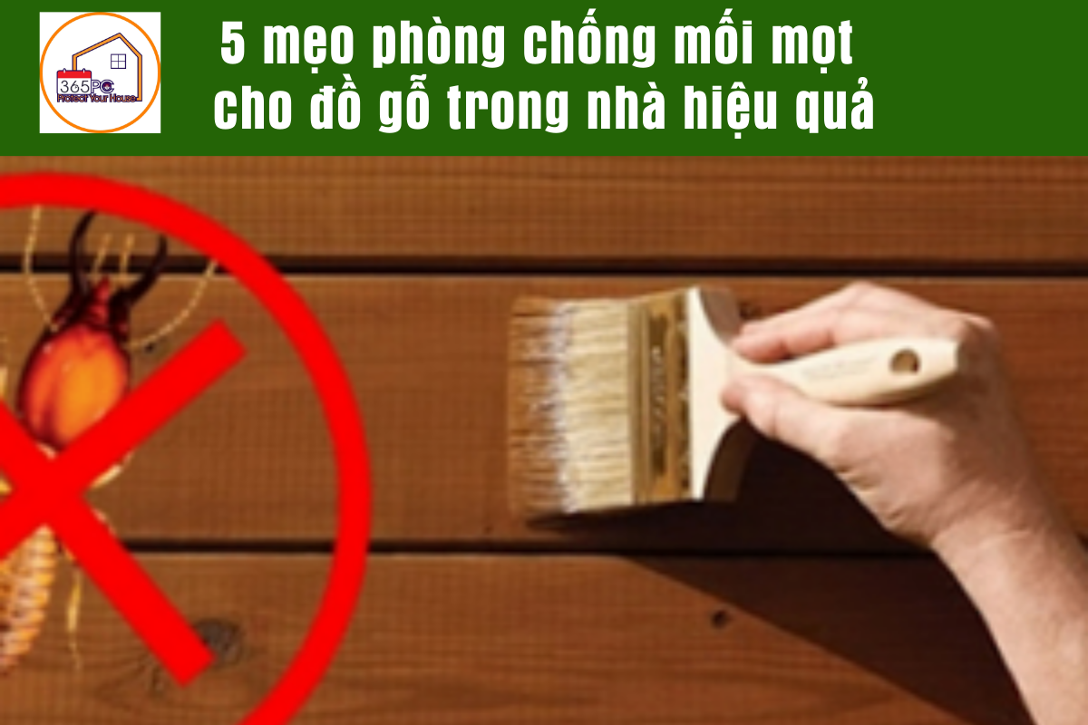 5 mẹo phòng chống mối mọt cho đồ gỗ trong nhà hiệu quả
