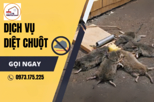 Dịch vụ kiểm soát chuột tại nhà và kho xưởng