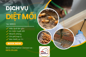 Quy trình diệt mối tận gốc