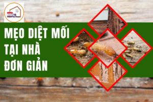 Mẹo diệt mối tại nhà đơn giản, hiệu quả mà ai cũng làm được