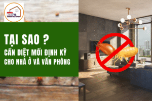 Tại sao cần diệt mối định kỳ cho nhà ở và văn phòng?