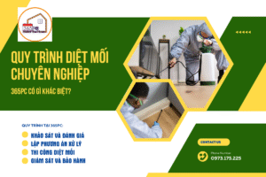 Quy trình diệt mối chuyên nghiệp