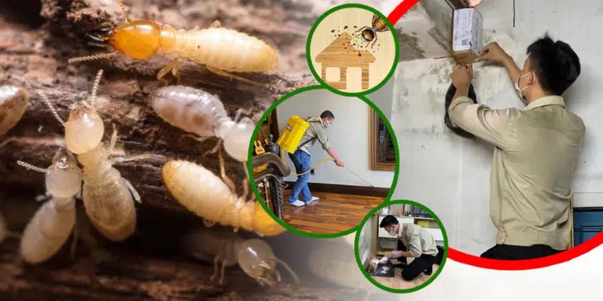 Dấu hiệu nhận biết nhà bạn đang bị mối xâm nhập