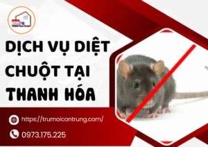 Dịch vụ kiểm soát chuột tại nhà và kho xưởng – Giải pháp an toàn từ 365PC