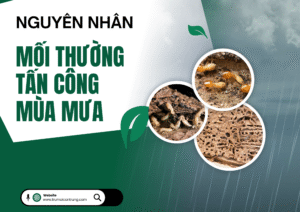 Nguyên nhân vì sao mối thường tấn công vào mùa mưa