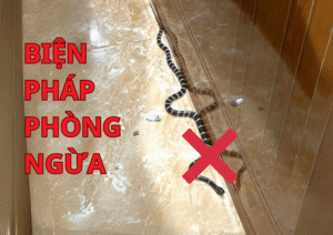 Biện pháp phòng ngừa rắn bò vào nhà