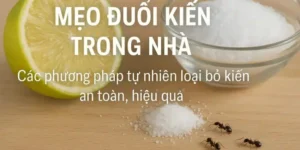 Mẹo diệt kiến trong nhà bằng nguyên liệu tự nhiên